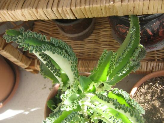 Name:  kalanchoe d..jpg
Views: 1422
Size:  42.8 KB