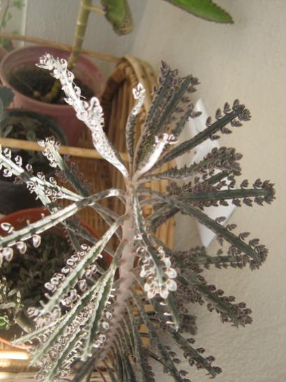 Name:  kalanchoe d1.jpg
Views: 1247
Size:  40.1 KB