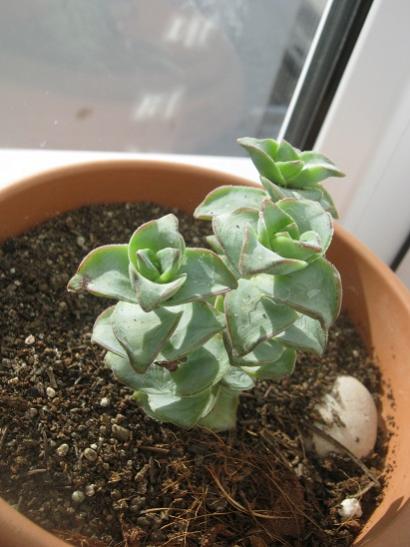 Name:  c perforata.jpg
Views: 1213
Size:  35.9 KB
