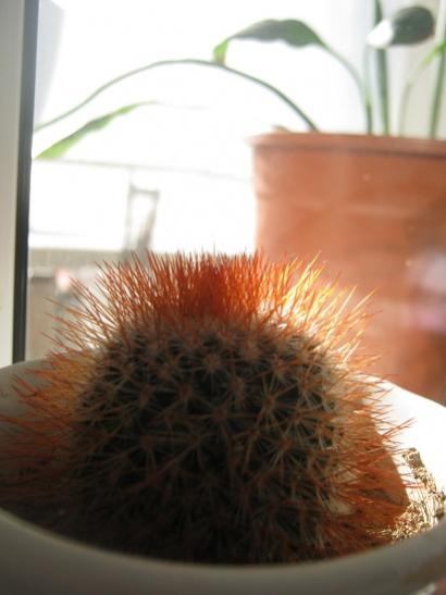 Name:  mammillaria marcosii.jpg
Views: 1378
Size:  24.9 KB