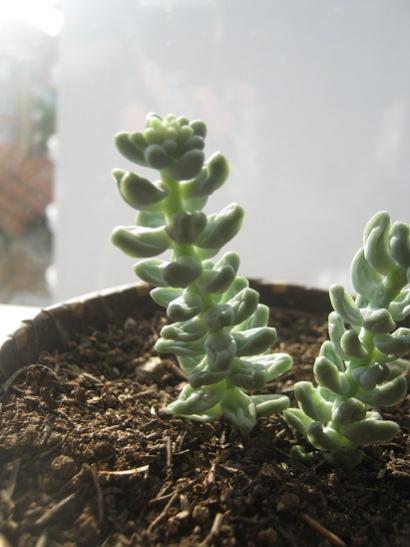 Name:  sedum burrito.jpg
Views: 1247
Size:  30.3 KB