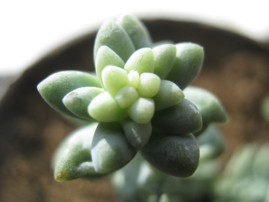 Name:  sedum burrito1.jpg
Views: 1297
Size:  61.7 KB