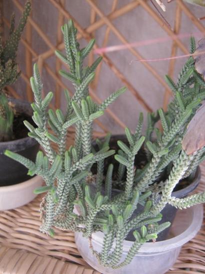Name:  crassula lycopodies.jpg
Views: 1205
Size:  40.2 KB
