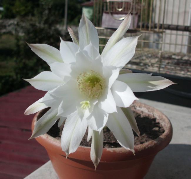 Name:  CIMG0069.jpg
Views: 681
Size:  40.4 KB
