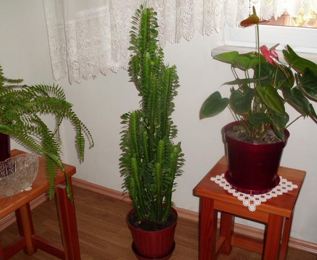 Name:  CIMG0133.jpg
Views: 672
Size:  55.0 KB