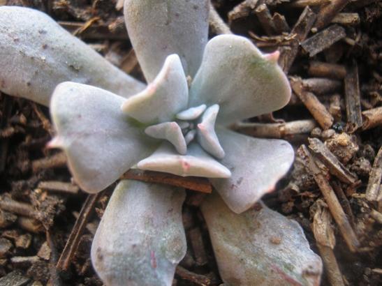 Name:  echeveria.jpg
Views: 1095
Size:  38.3 KB