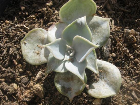 Name:  echeveria1.jpg
Views: 1092
Size:  49.5 KB