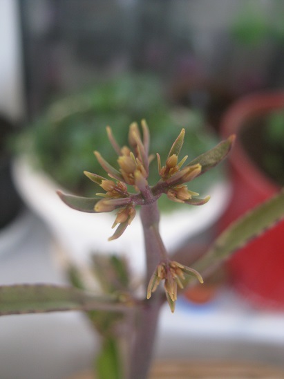 Name:  kalanchoe daigremontiana.jpg
Views: 1585
Size:  64.0 KB