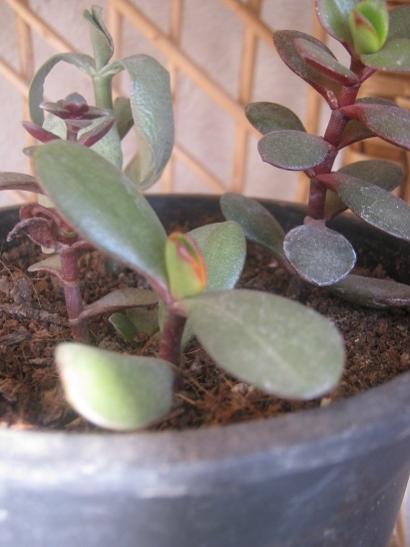 Name:  crassula ovata.jpg
Views: 1194
Size:  28.5 KB