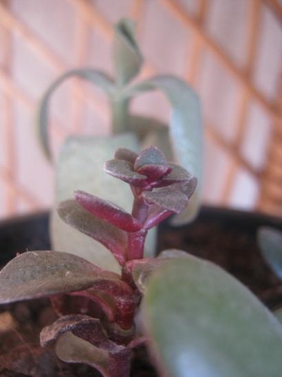 Name:  crassula ovata1.jpg
Views: 1096
Size:  19.7 KB