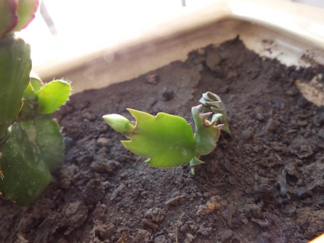 Name:  DSCF3025.jpg
Views: 658
Size:  38.3 KB