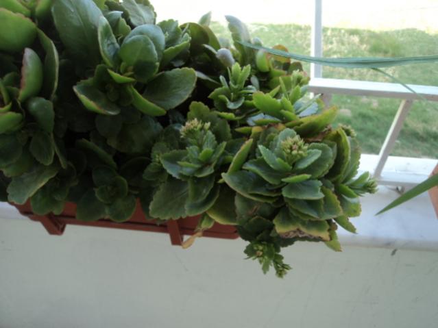 Name:  DSC02385.jpg
Views: 432
Size:  33.5 KB