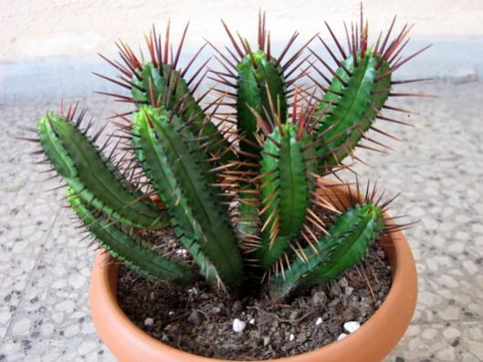 Name:  Euphorbia enopla.jpg
Views: 1893
Size:  41.6 KB