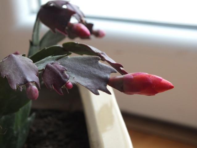 Name:  DSCF3028.jpg
Views: 492
Size:  24.0 KB