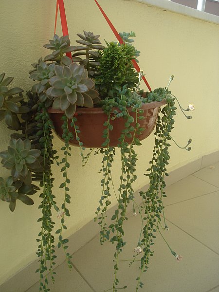 Name:  DSC03817.jpg
Views: 1415
Size:  60.8 KB