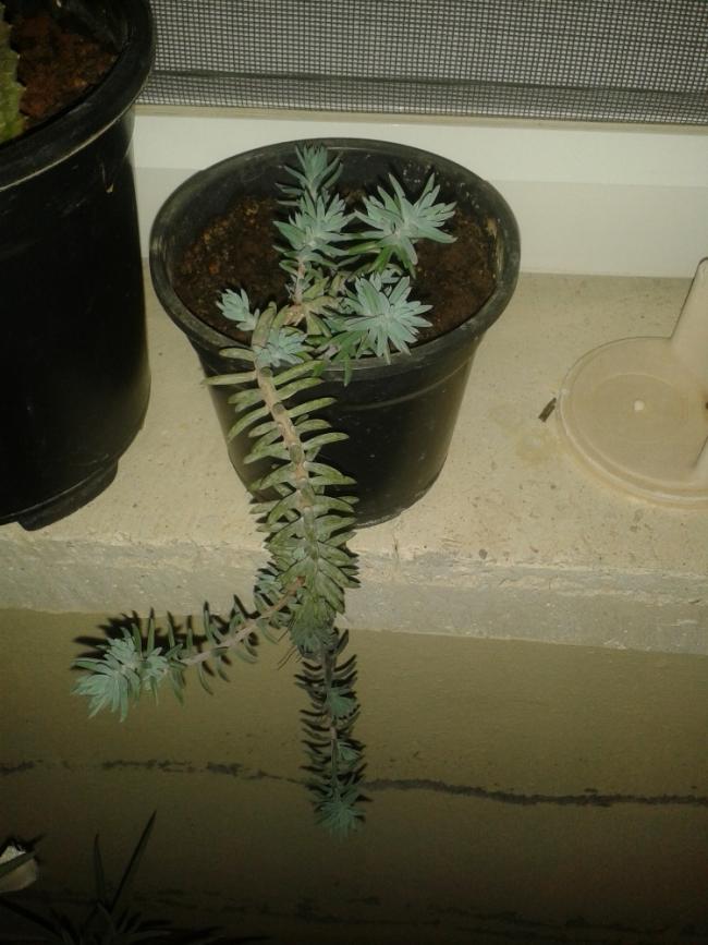 Name:  20131120_213906.jpg
Views: 1461
Size:  66.9 KB