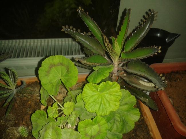 Name:  20131120_213921.jpg
Views: 1547
Size:  45.8 KB