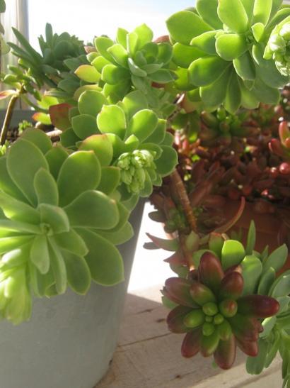 Name:  sedum p..jpg
Views: 1055
Size:  31.8 KB