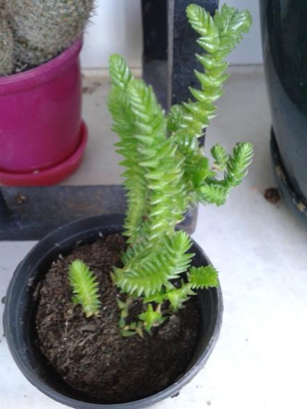 Name:  Crassula lycopodioides.jpg
Views: 616
Size:  32.4 KB