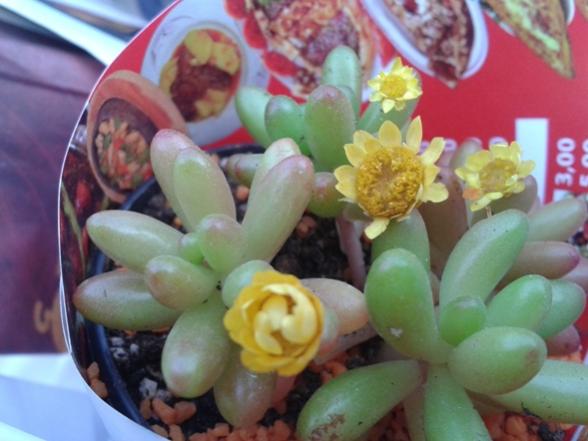Name:  Sedum rubrotinctum.jpg
Views: 553
Size:  36.4 KB