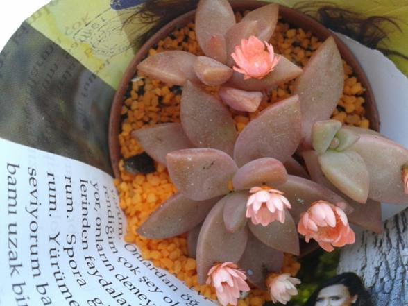 Name:  Graptosedum bronze..jpg
Views: 563
Size:  41.6 KB