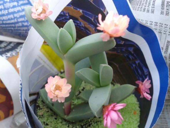 Name:  juddadinteria-deserticola.jpg
Views: 757
Size:  36.7 KB