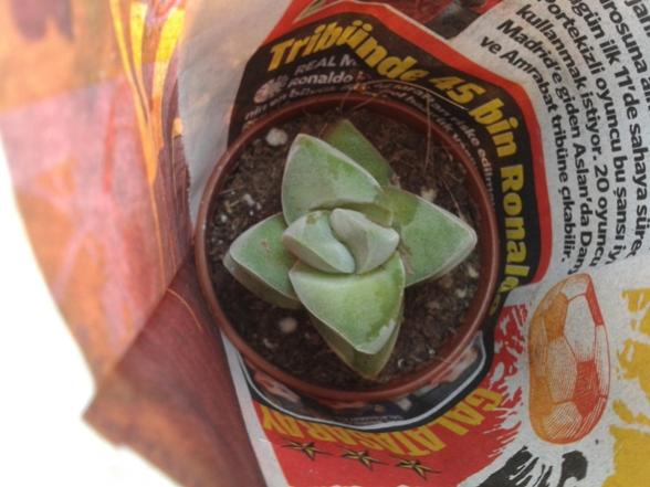 Name:  crassula moonglow.jpg
Views: 704
Size:  40.4 KB