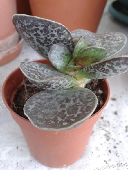 Name:  Adromischus maculatus.jpg
Views: 754
Size:  32.4 KB