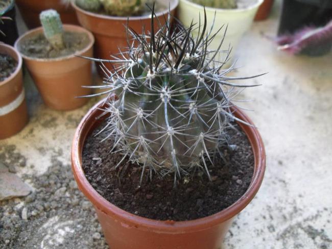 Name:  Neoporteria rapifera.jpg
Views: 1071
Size:  51.6 KB
