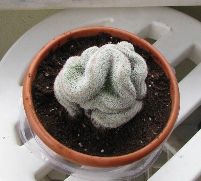 Name:  .Mammillaria perbella cristata.jpg
Views: 1068
Size:  51.0 KB