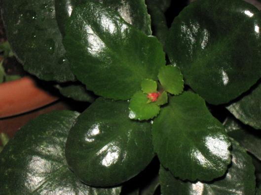 Name:  IMG_4633.jpg
Views: 3681
Size:  31.1 KB