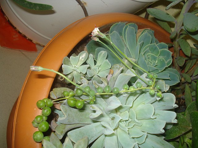 Name:  DSC04042.jpg
Views: 1281
Size:  69.6 KB