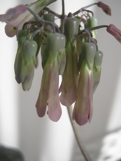 Name:  k. daigremontiana.jpg
Views: 979
Size:  69.9 KB