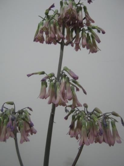 Name:  kalanchoe d..jpg
Views: 963
Size:  21.2 KB