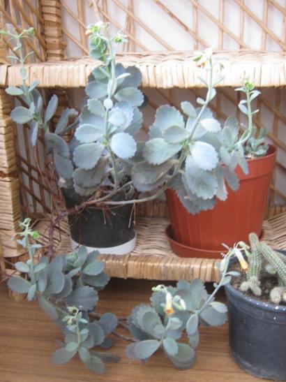 Name:  kalanchoe f..jpg
Views: 931
Size:  38.5 KB