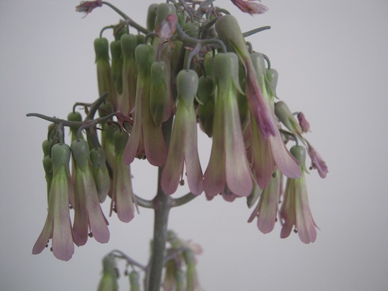 Name:  kalanchoe d1.jpg
Views: 1036
Size:  55.8 KB