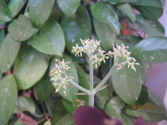 Name:  kalanchoe daigremontiana.jpg
Views: 1007
Size:  27.2 KB