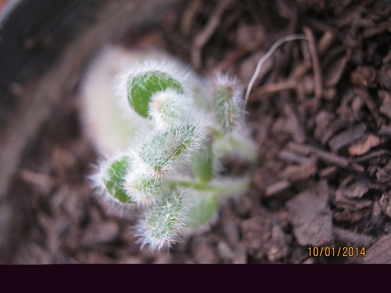 Name:  kalanchoe tomentosa.jpg
Views: 957
Size:  66.2 KB
