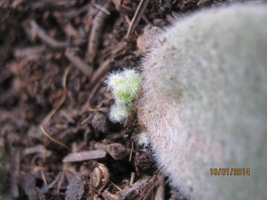 Name:  kalanchoe tomentosa1.jpg
Views: 934
Size:  29.9 KB