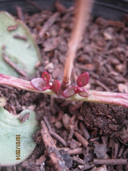 Name:  kalanchoe mangini.jpg
Views: 959
Size:  35.2 KB