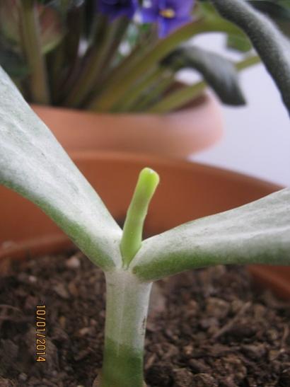 Name:  cotyledon.jpg
Views: 895
Size:  24.2 KB