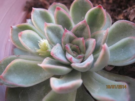 Name:  echeveria.jpg
Views: 917
Size:  28.2 KB