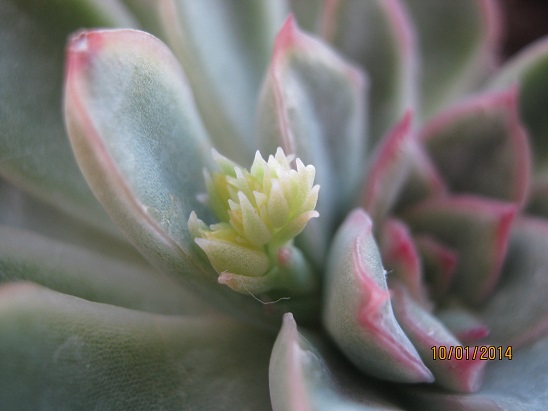 Name:  echeveria1.jpg
Views: 885
Size:  57.7 KB