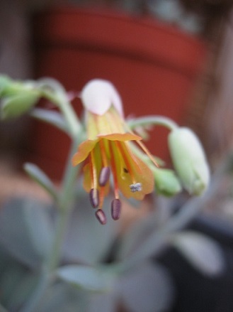 Name:  kalanchoe f2.jpg
Views: 1592
Size:  51.6 KB