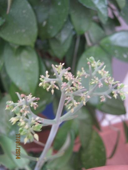 Name:  kalnchoe d..jpg
Views: 1626
Size:  25.0 KB