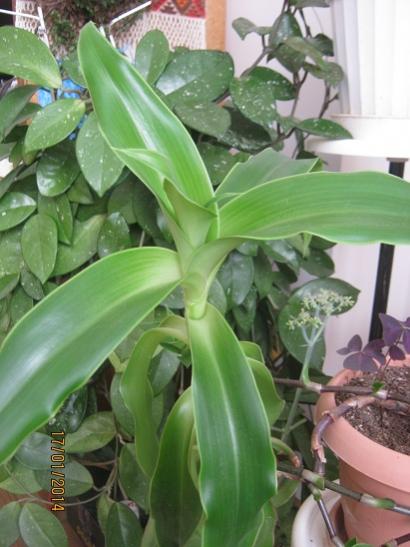 Name:  ahtapot.jpg
Views: 1743
Size:  37.8 KB