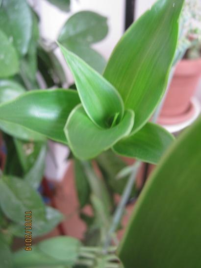 Name:  ahtapot yavru.jpg
Views: 1801
Size:  21.4 KB