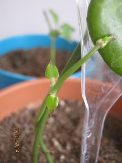 Name:  ceropegia sandersonii.jpg
Views: 1585
Size:  22.1 KB