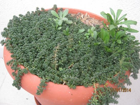 Name:  sedum album.jpg
Views: 1555
Size:  48.6 KB