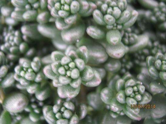 Name:  sedum album yakn.jpg
Views: 1491
Size:  32.2 KB